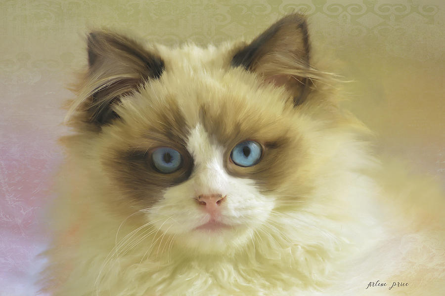 Persian Cat Digital Art by Arlene Price