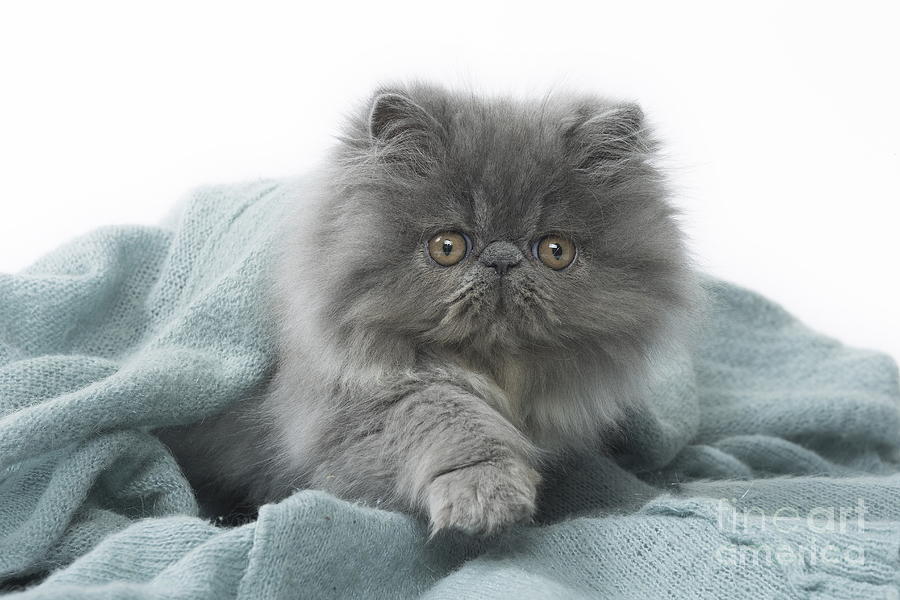 Persian Cat kitten in blanket 