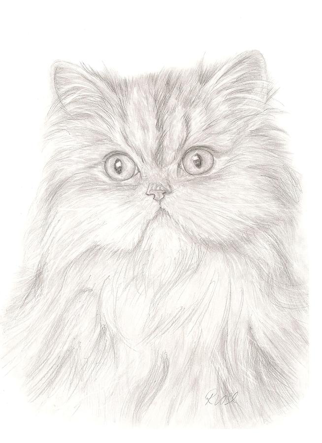 persian cat drawing