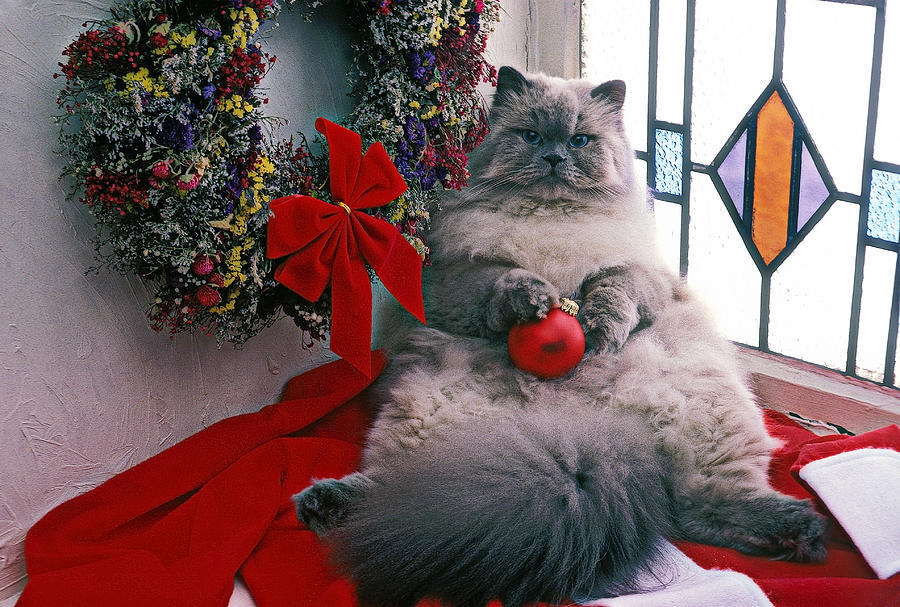 Cat Photograph - Persian cat with Christmas ball by Garry Gay