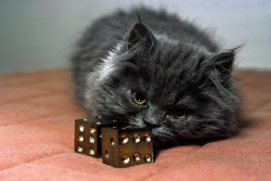 Persian Cat with Dice Photograph by Sally Weigand