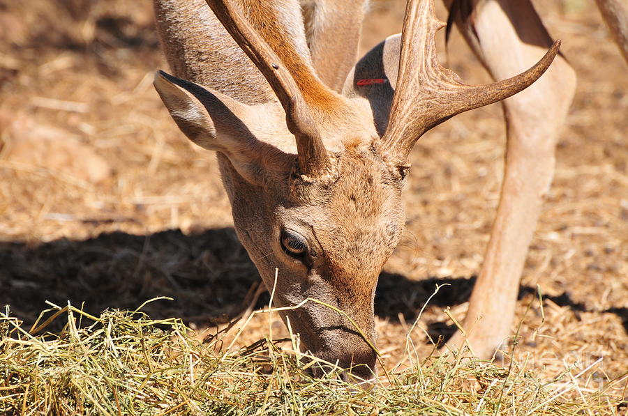 persian-fallow-deer-photograph-by-shay-levy-fine-art-america