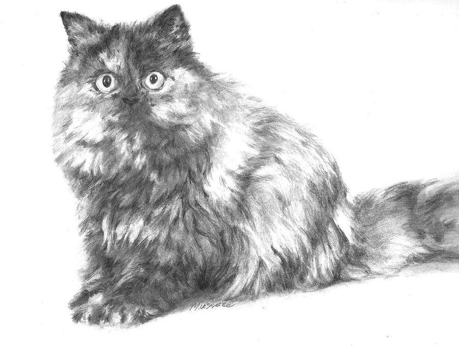 Persian Kitty Drawing by Meagan  Visser