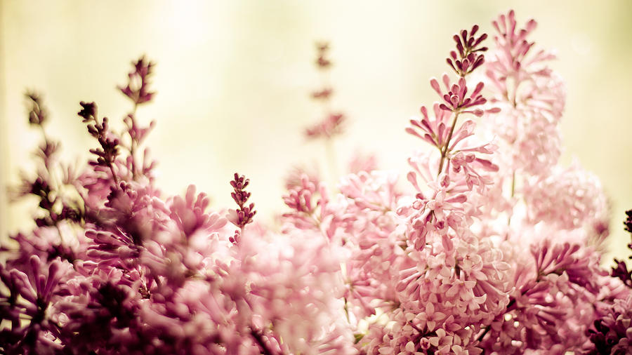Flower Photograph - Persian Lilacs in the Sun by Maggie Terlecki
