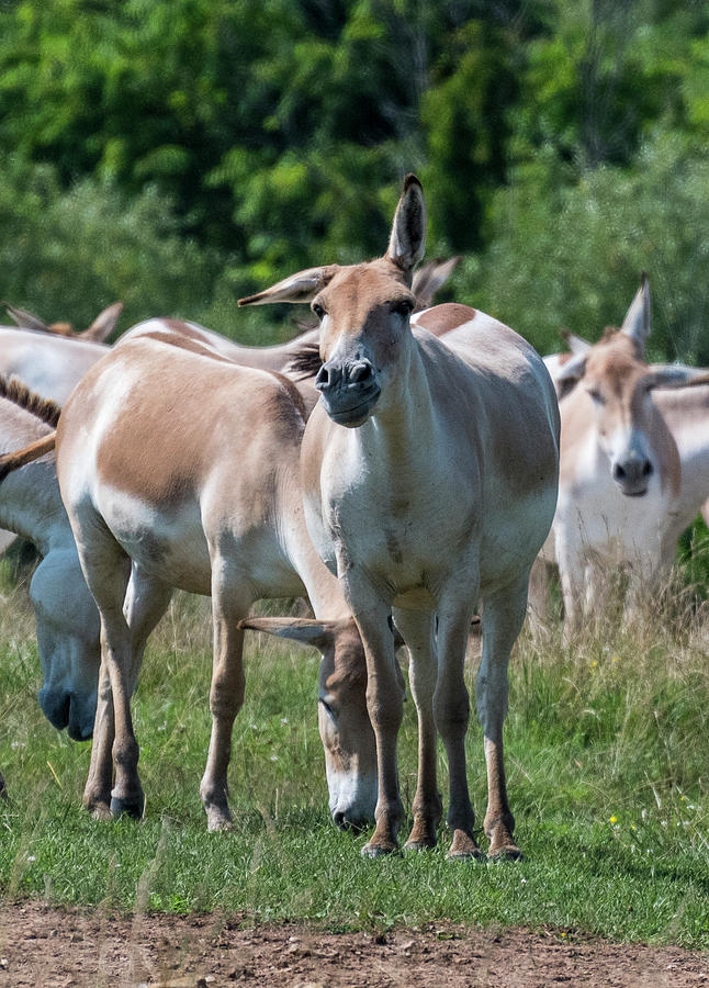 Persian Onager 5809 Photograph by Ginger Stein