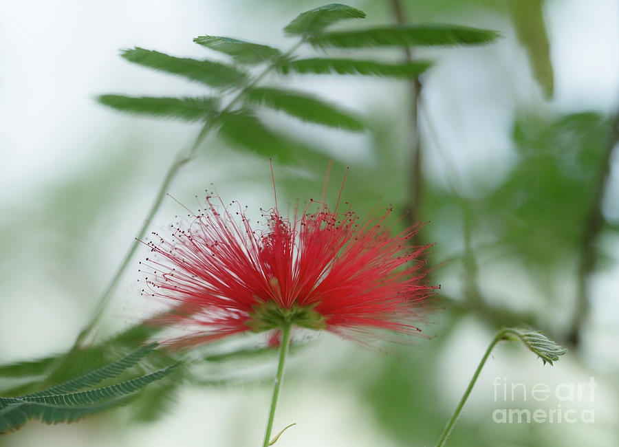 Persian Silk Tree Flower Photograph by Eva Lechner