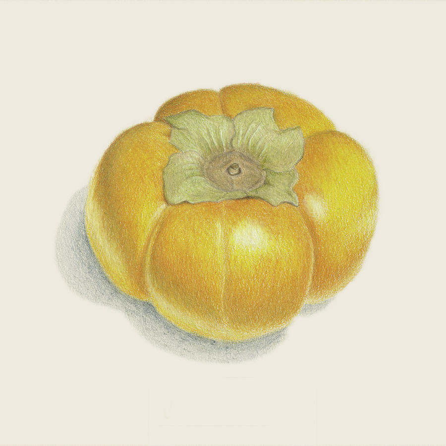 Persimmon Drawing by Carlee Lingerfelt Fine Art America