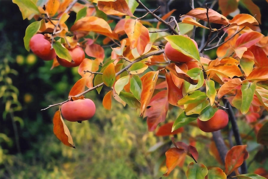 Persimmon Harvest Photograph by Art Block Collections - Fine Art America