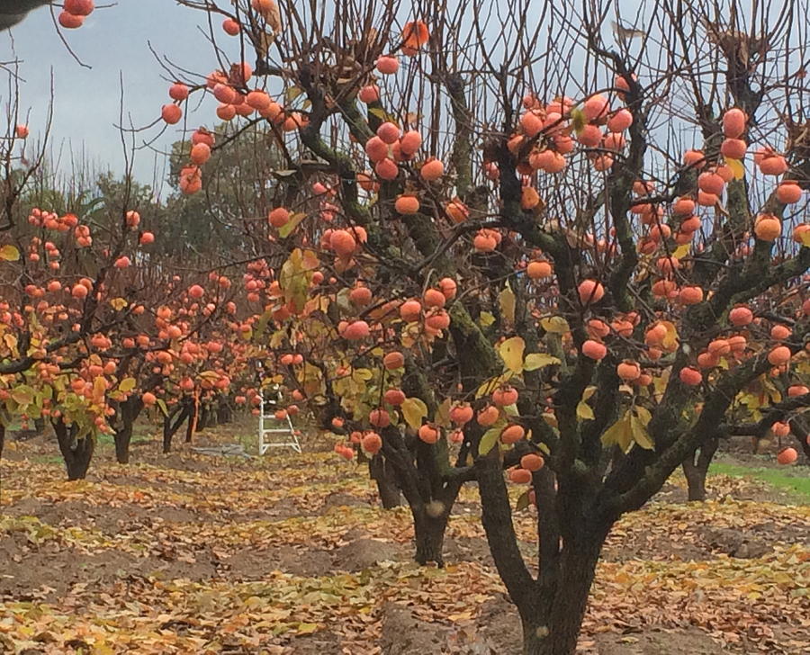 High School of the Dead  At the Persimmon Orchard