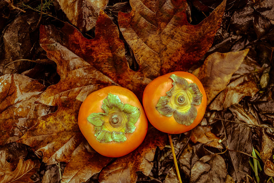 Persimmons 3 Photograph by Ronda Broatch