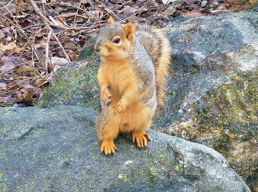 Persistant Fox Squirrel Winter Indiana Photograph by Rory Cubel Pixels
