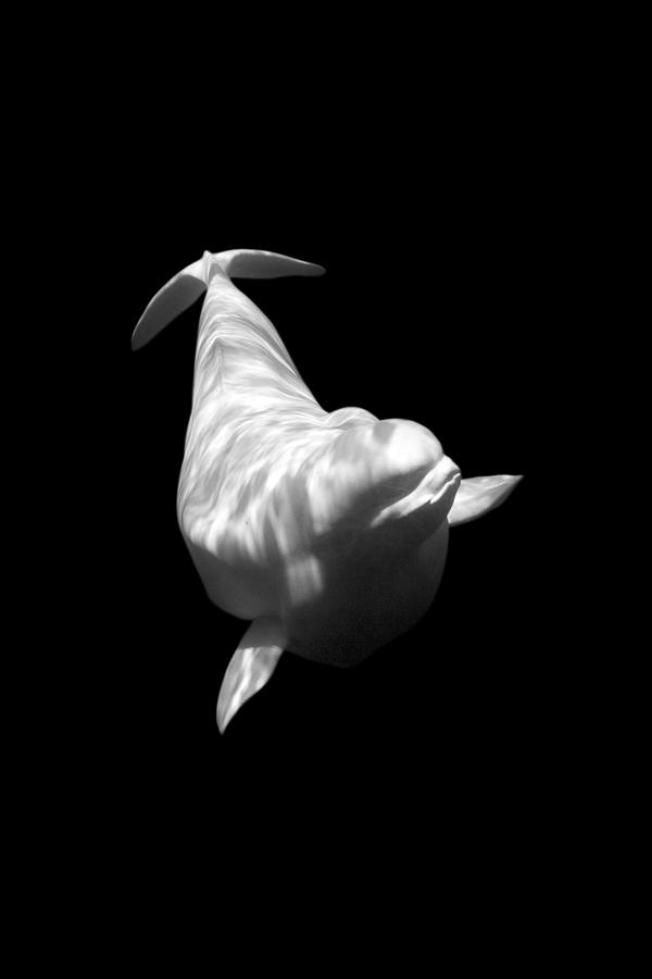Nature Photograph - Personal Beluga - Sequence 2 by Stanislav Plavcic