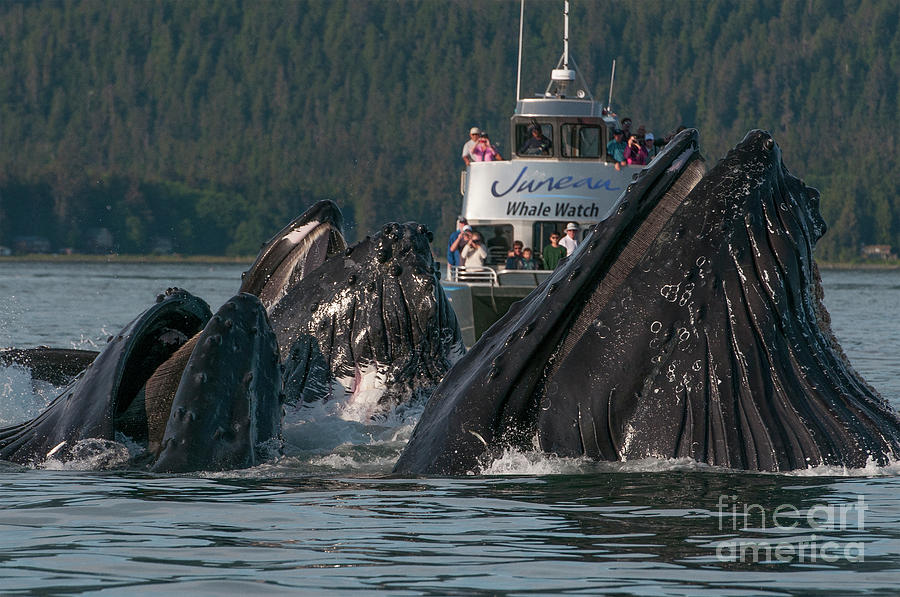 Whale Photograph - Perspective matters by Scott Methvin
