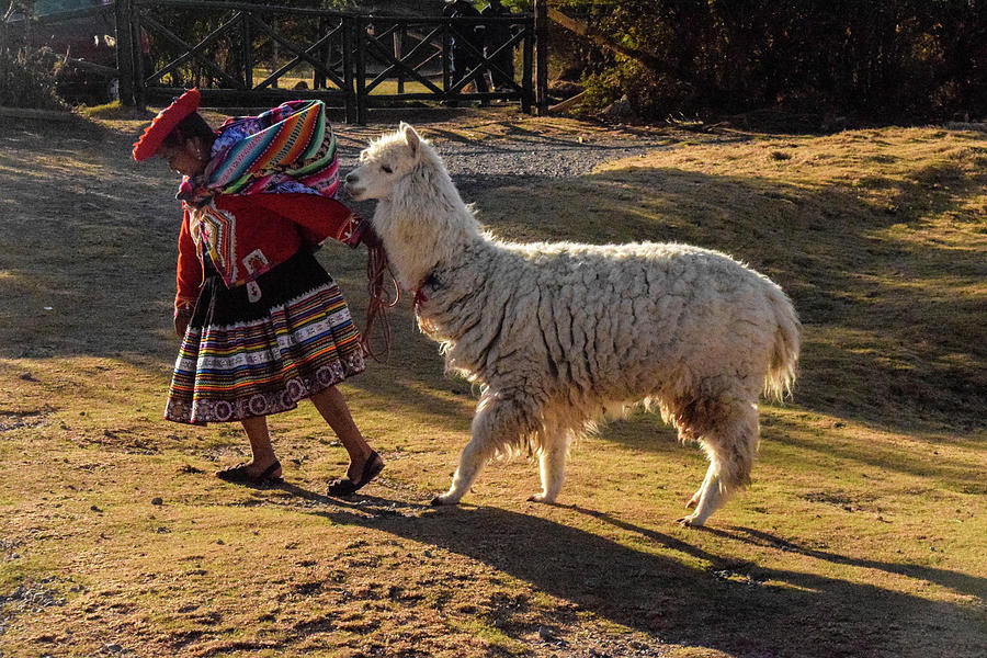 Peru llama Photograph by Will Burlingham