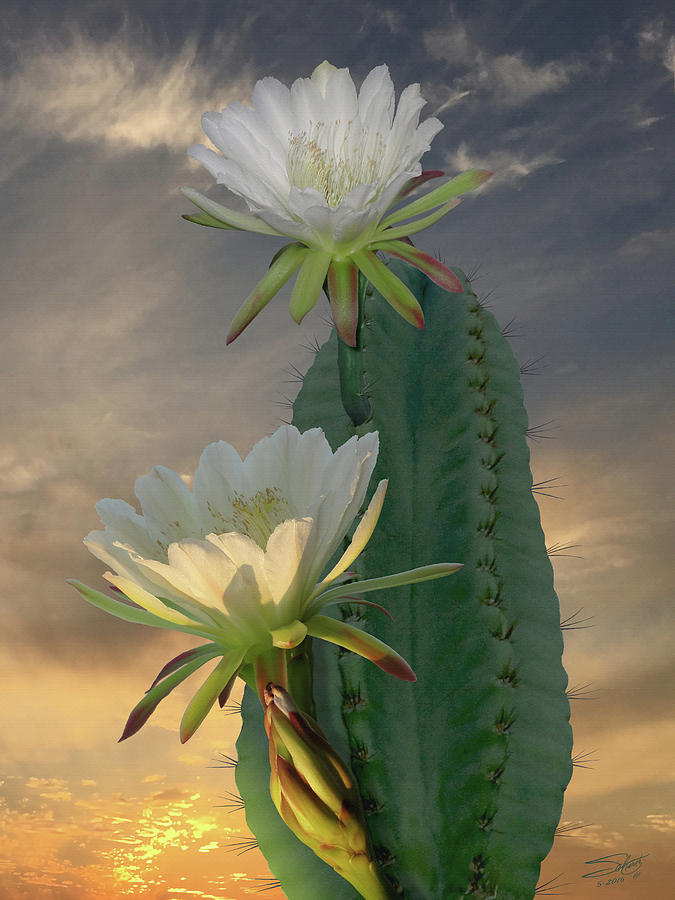 Peruvian Apple Cactus Photograph by M Spadecaller