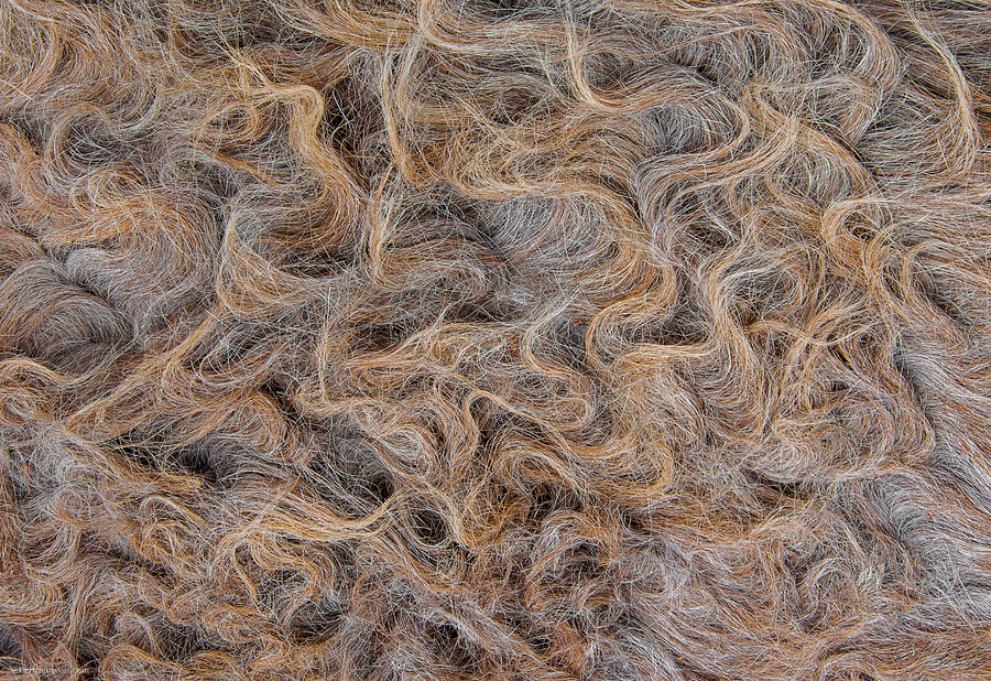 Peruvian Burro Curls Photograph by Britt Runyon