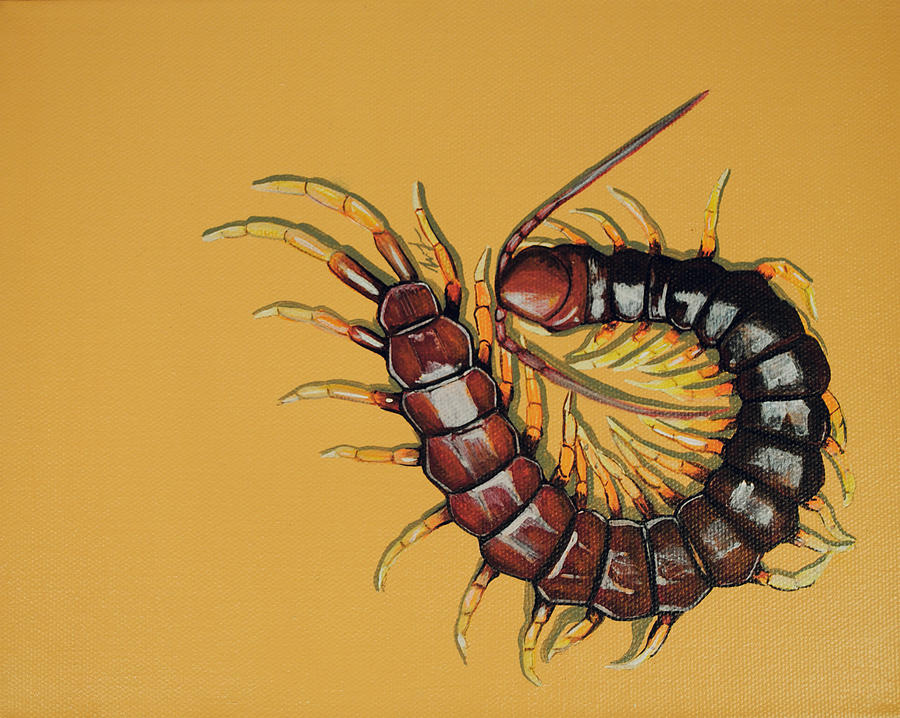 Insects Painting - Peruvian Centipede by Jude Labuszewski