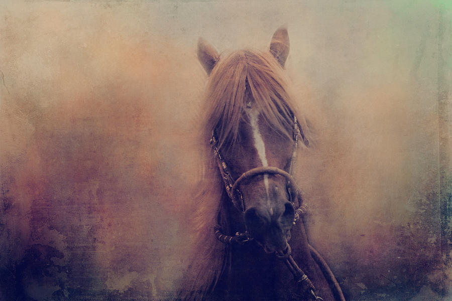 Peruvian Horse Photograph by Toni Hopper