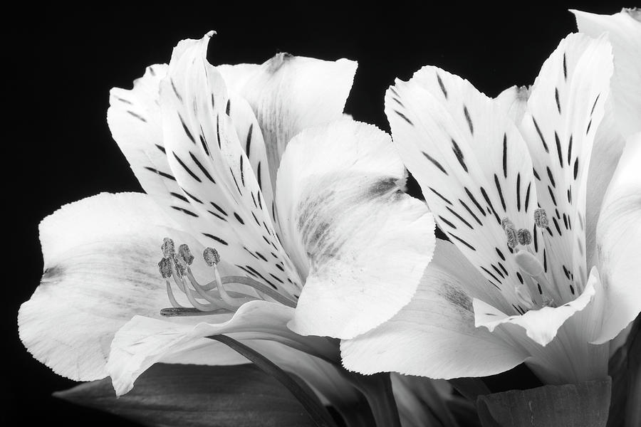 Peruvian Lilies Botanical Black and White Print Photograph by James BO Insogna