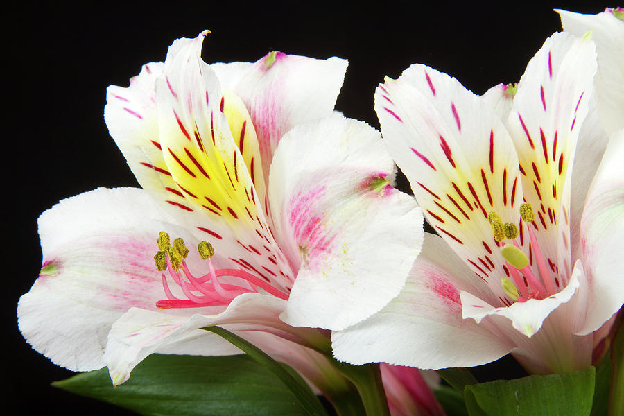 Flower Photograph - Peruvian Lilies Colorful Botanical Fine Art Print by James BO Insogna