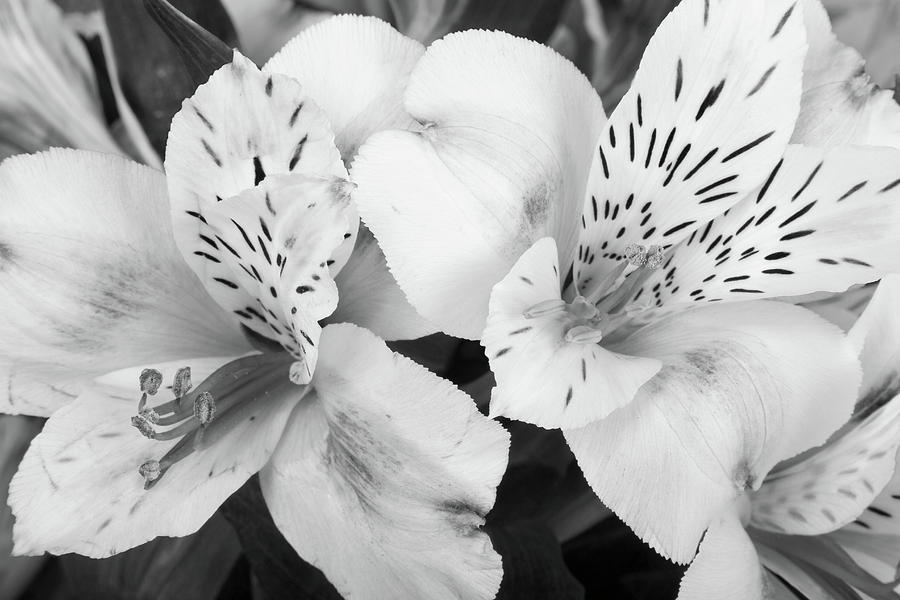 Peruvian Lilies  Flowers Black and White Print Photograph by James BO Insogna