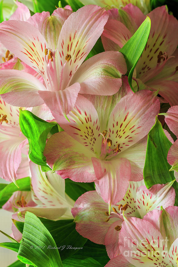 Peruvian Lilies In Bloom Photograph by Richard J Thompson