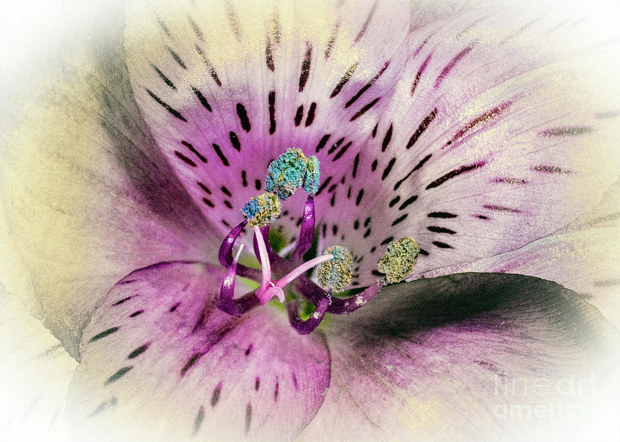 Peruvian Lily Digital Art by Anthony Ellis