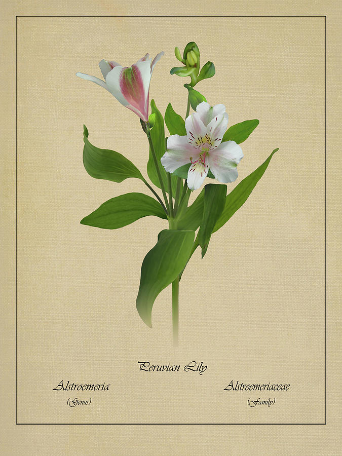Peruvian Lily Botanical Digital Art by M Spadecaller