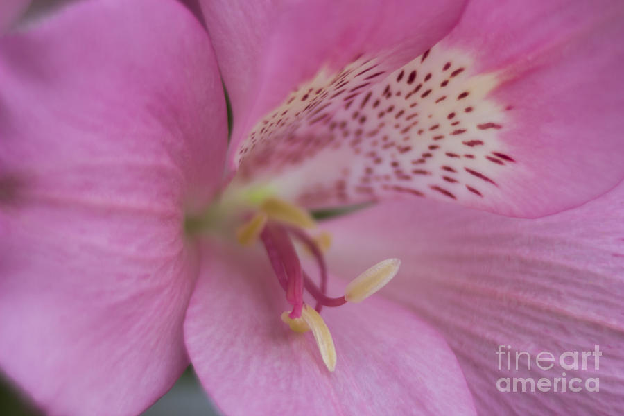 Nature Photograph - Peruvian Lily by Ian Mitchell