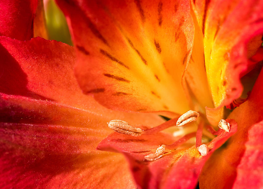 Peruvian Lily Photograph by Mimi Ditchie