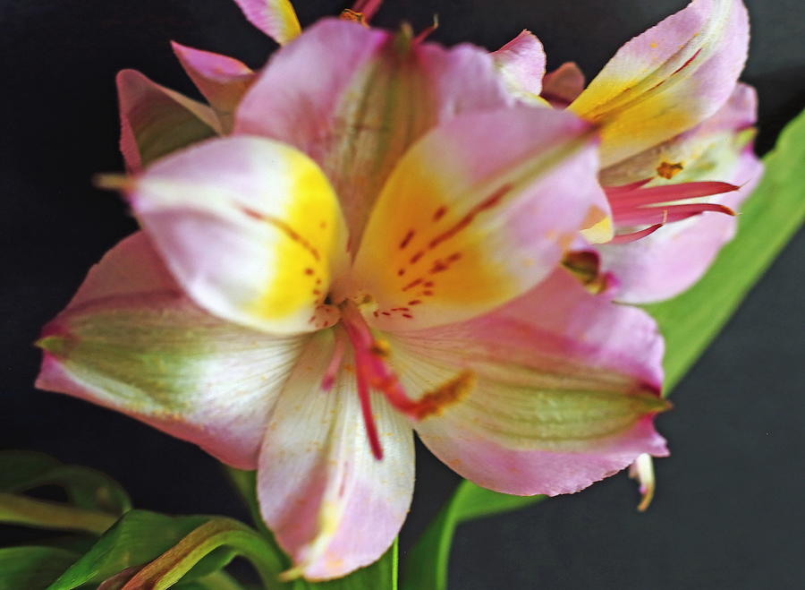 Peruvian Lily Pink Photograph by Jeff Townsend | Fine Art America