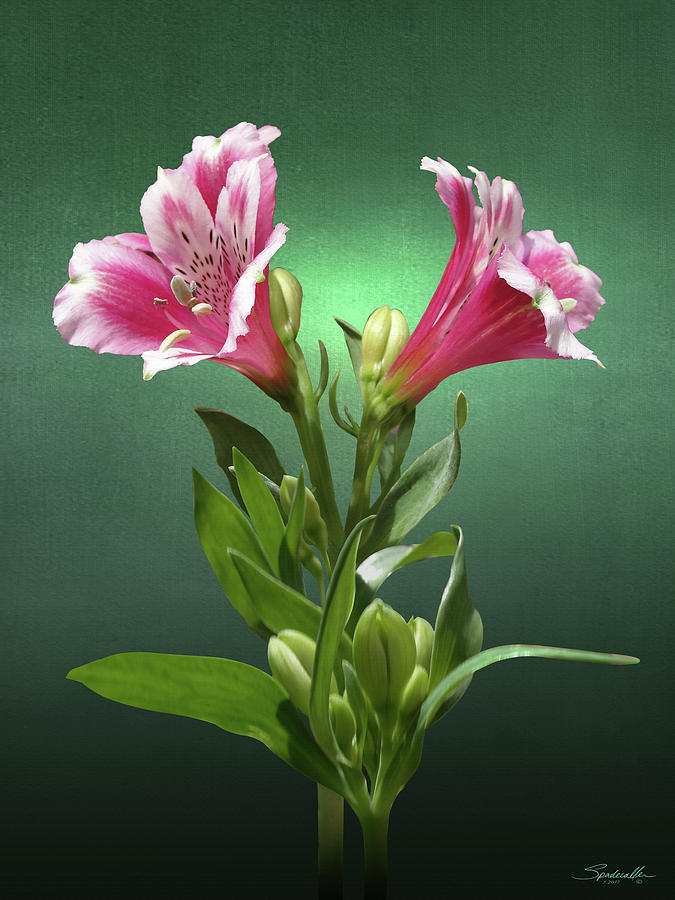 Peruvian Lily Digital Art by M Spadecaller