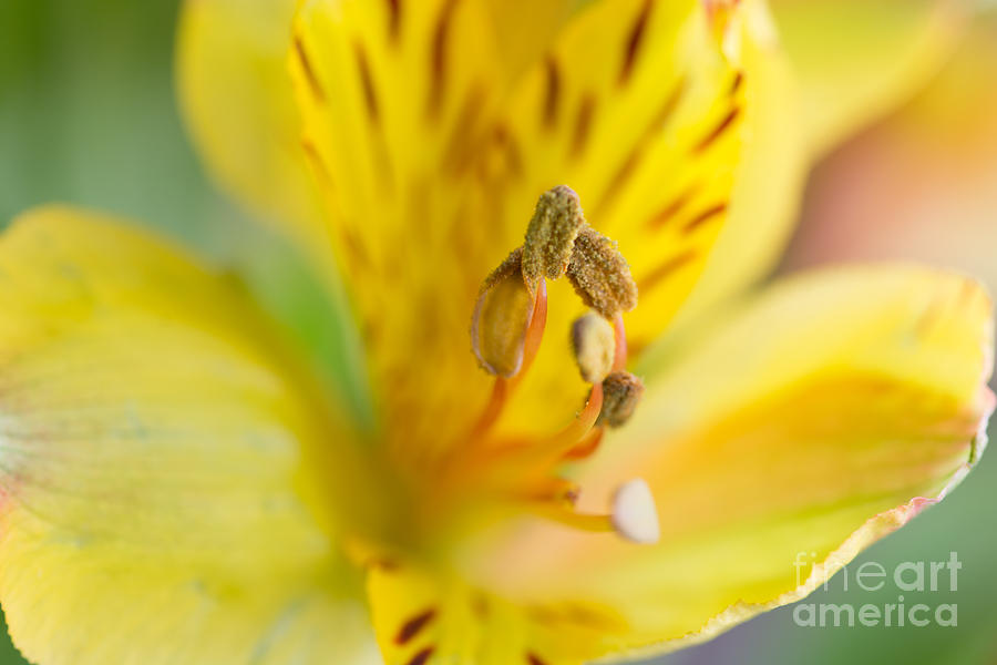 Peruvian Lily Photograph by Steve Purnell