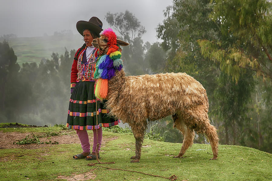 Peruvian Llama Photograph by John Haldane
