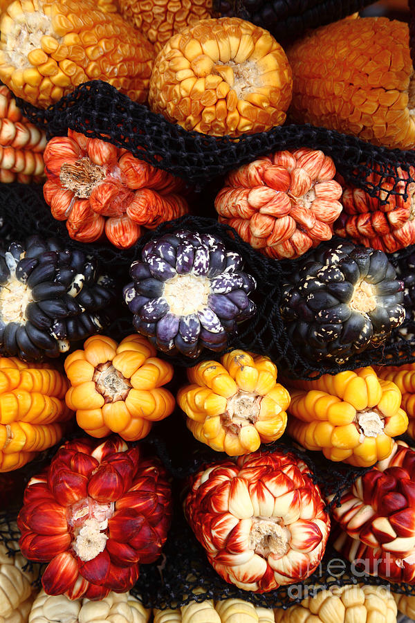 Peruvian Maize Varieties Photograph by James Brunker