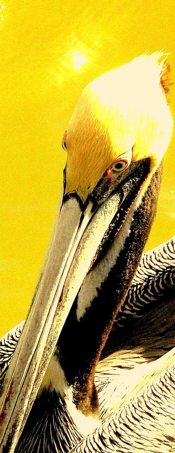 Peruvian Pelican Photograph by Antonia Citrino