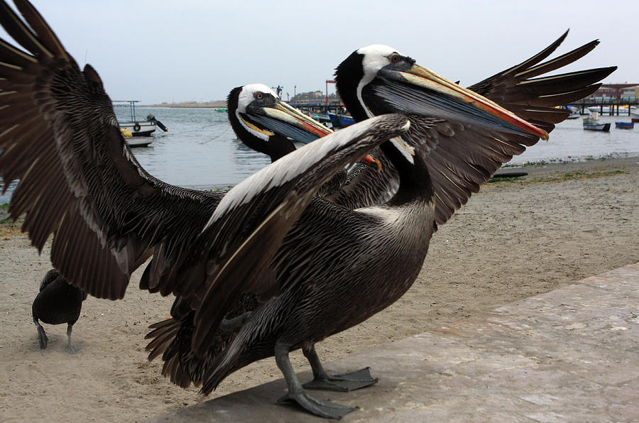 Peruvian Pelicans Photograph by Aidan Moran