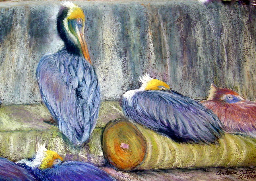 Peruvian Pelicans Three Pastel Pastel by Antonia Citrino