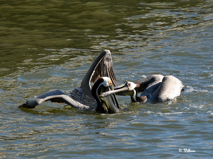 Pesky Pelican Photograph by Dan Williams