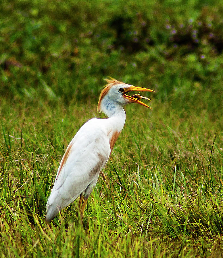 Cattle Egret Photograph - Pest Control by Norman Johnson Cattle Egret Photograph - Pest Control by Norman Johnson