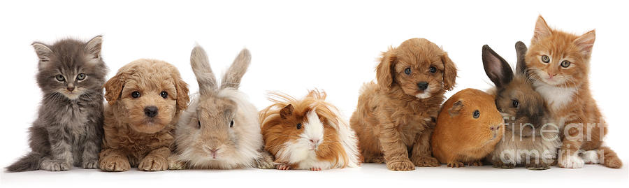 Pet animal line up Photograph by Warren Photographic