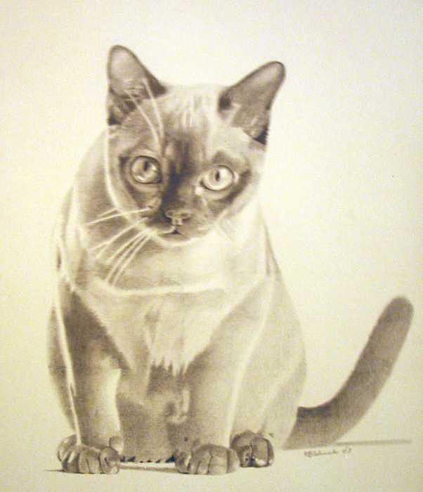 Pet Impressions- Cat Black and White Drawing by Kyle Adamache Pet Impressions- Cat Black and White Drawing by Kyle Adamache