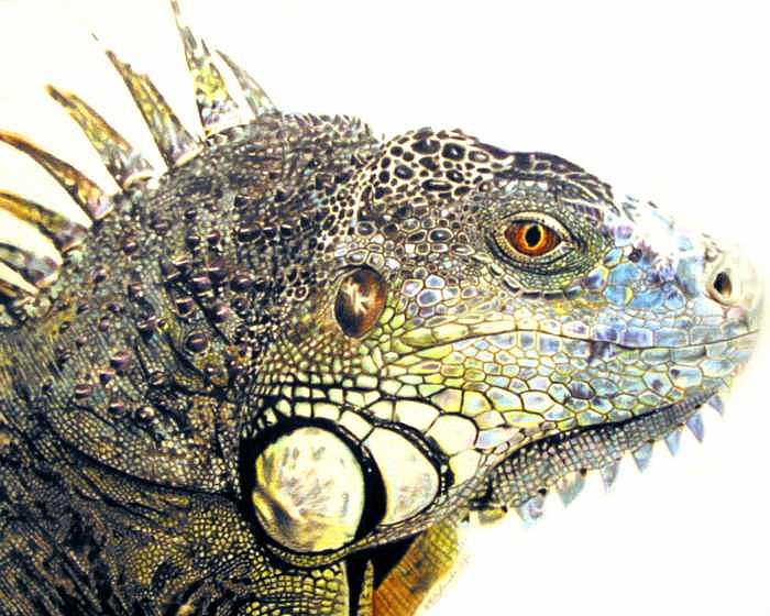 Pet Impressions-Iguana Painting by Kyle Adamache Pet Impressions-Iguana Painting by Kyle Adamache