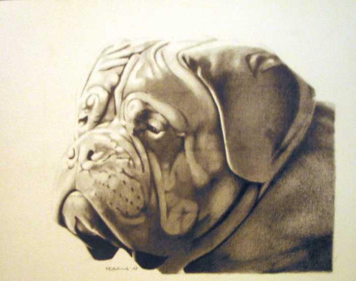 Dog Drawing - Pet Impressions-Mastiff by Kyle Adamache Dog Drawing - Pet Impressions-Mastiff by Kyle Adamache