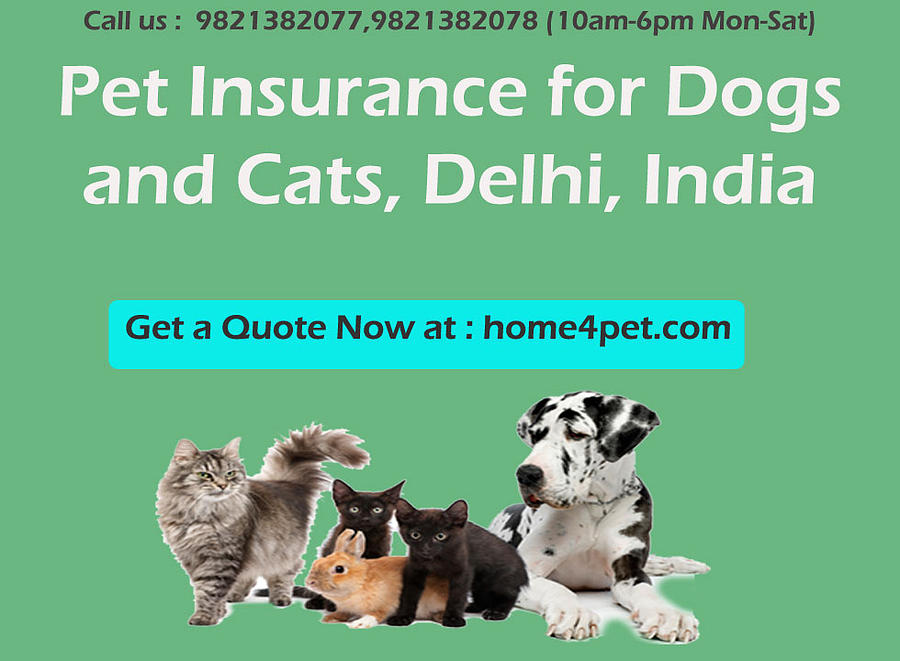 Delhi Mixed Media - Pet Insurance for Dogs and Cats, Delhi, India by John Lee
