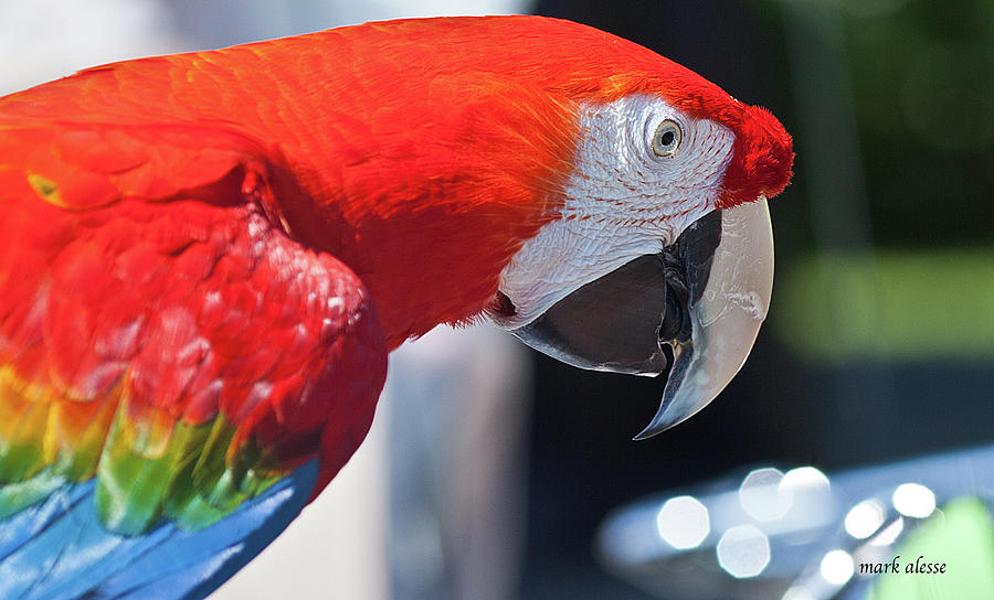 Pet parrot Photograph by Mark Alesse