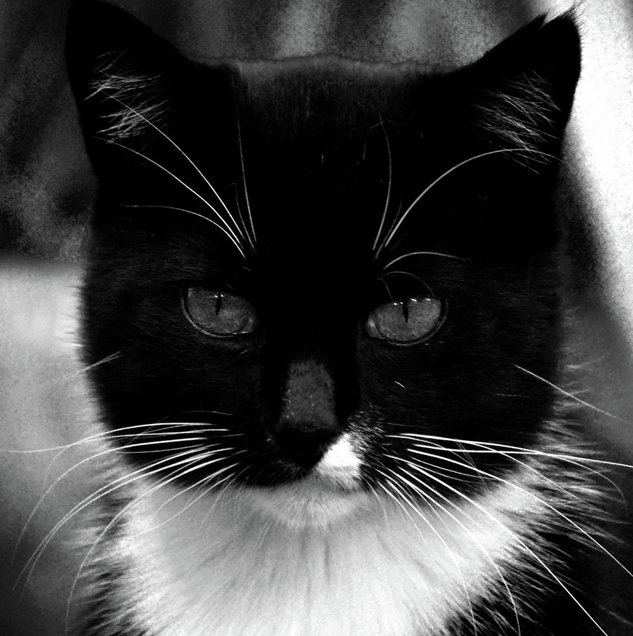 Pet Photography KitKat Portrait 5 Photograph by Lesa Fine