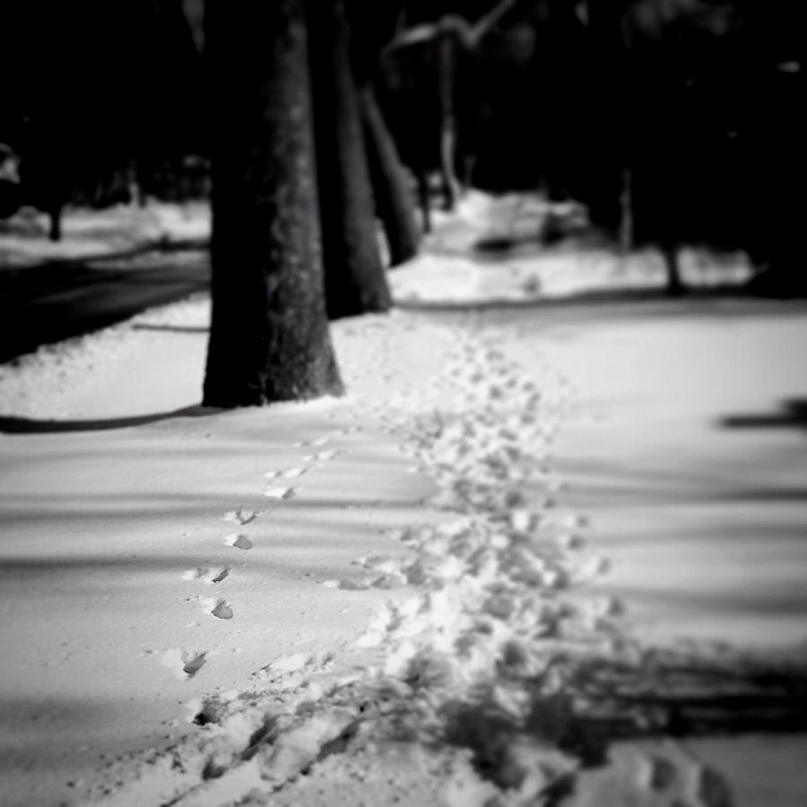 Winter Photograph - Pet Prints In The Snow by Frank J Casella