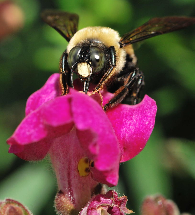 Petal Bumble Beeauty Photograph by Michelle DiGuardi - Fine Art America