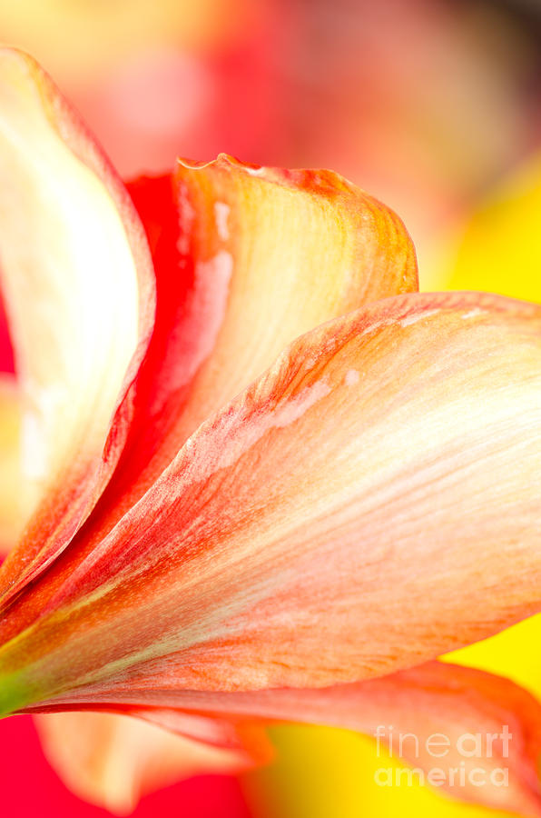 Petal Colours Subtle Colors Of An Amaryllis Photograph